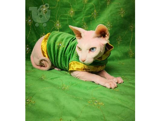 γατάκια sphynx